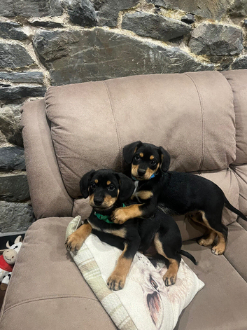 Cavalier x collie