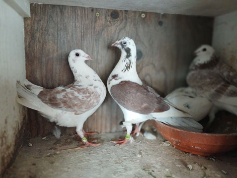 9 Nice racing pigeons this years