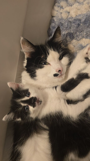 Last female Kitten ready to leave 25th October
