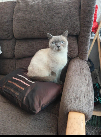 Beautiful cat for sale