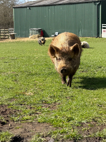Kune kune pigs