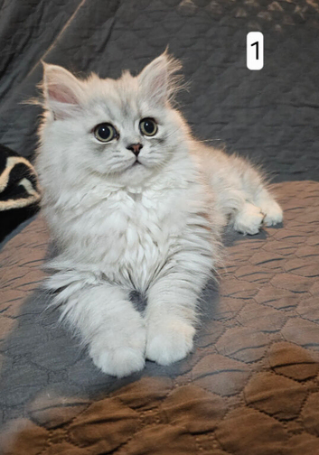 Doll face persian chinchilla girls ready to leave