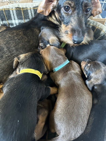Mini dachshund male
