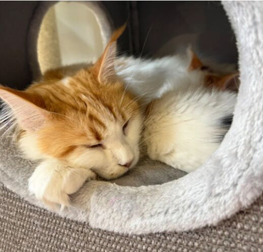 Pure bred Maine coon Kittens