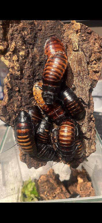 Adult Hissing Roaches