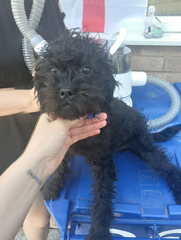 Pugapoo female pup available now!