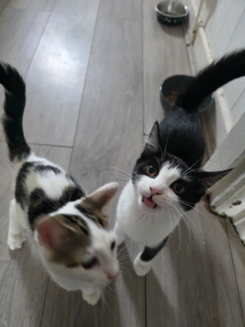 1 female kitten left.