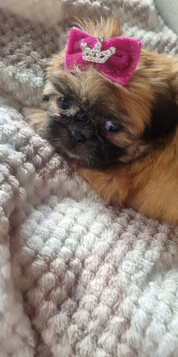 Beautiful Shih Tzu Puppy