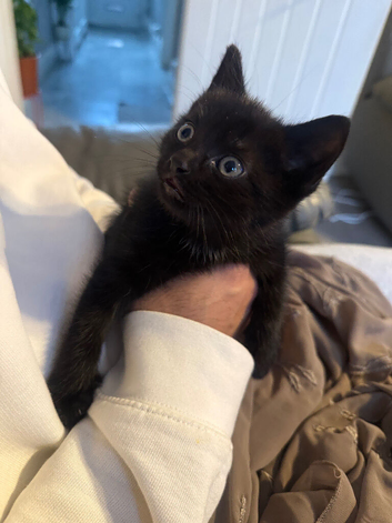 Kitten Ready