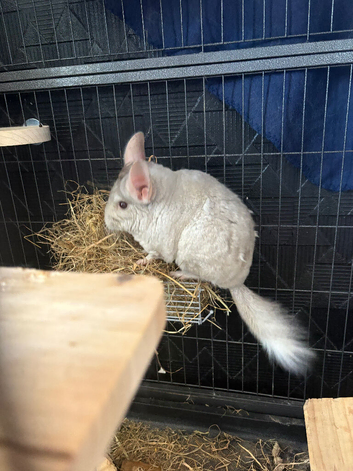 1 boy 1 girl chinchillas