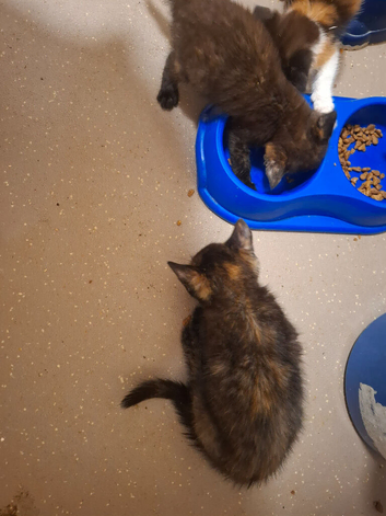 Lovely Kittens