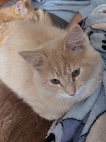 Maine Coon x Ragdoll kitten