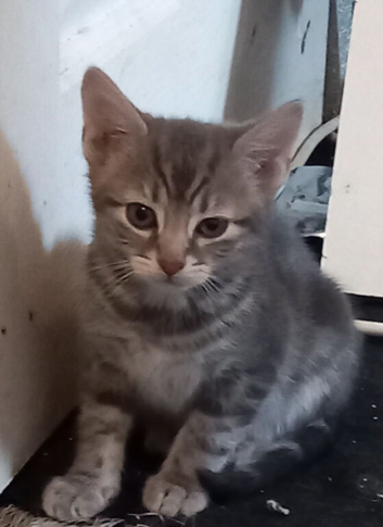 6 beautiful kitten looking for loving homes