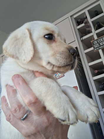 Cream labrador puppies