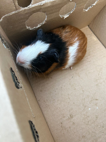 Male 7 week old guinea pigs. Two, 1 year old male pigs