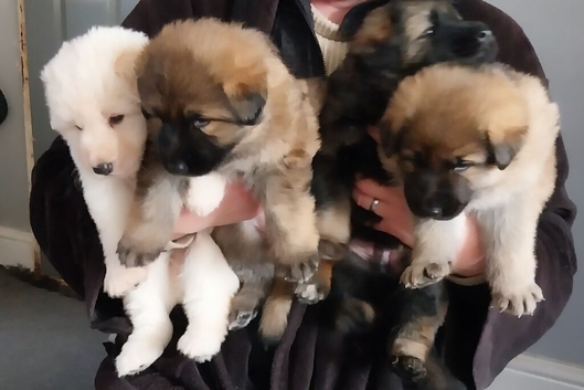 Chunky German Shepherd Puppies