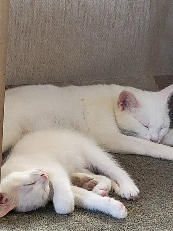 10 week old boy