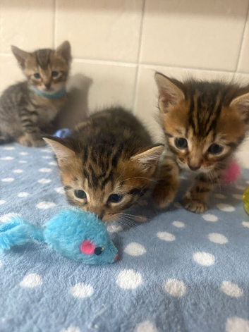 Stunning Bengal Kittens &ndash; 1 Girl & 2 Boys Ready for Loving Homes