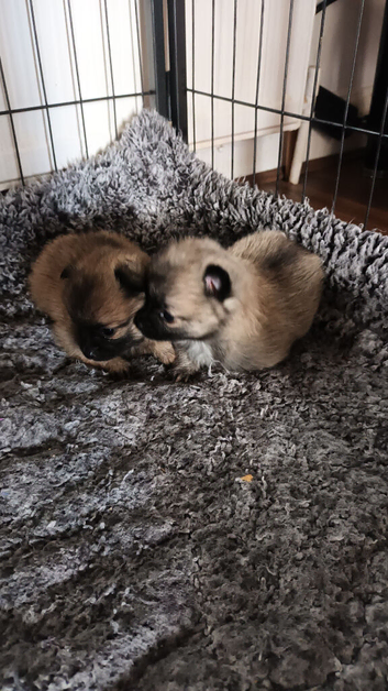 4 Russian line boy puppies