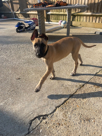 Belgian malinois