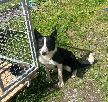Male collie for sale