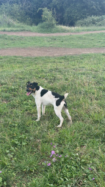 Jack Russell male 13months old