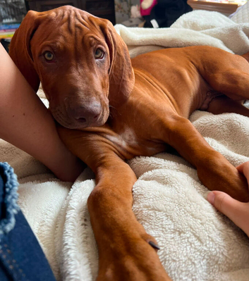 Beautiful Rhodesian Ridgeback puppies, family pet