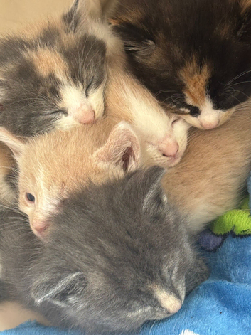 Beautiful calico fawn kittens boy and girl available