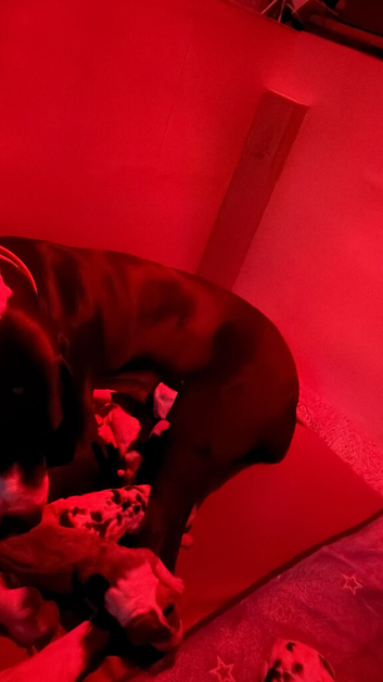 Championship Great Dane Pups