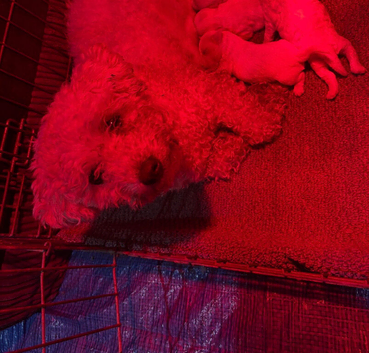 BICHON PUPPIES