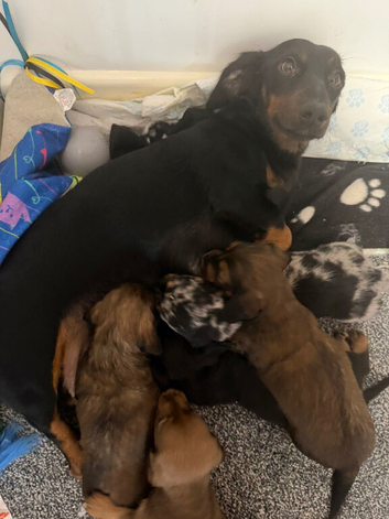 beautiful dachshund puppy&rsquo;s