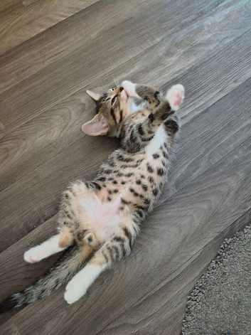 To 10 weeks old boy