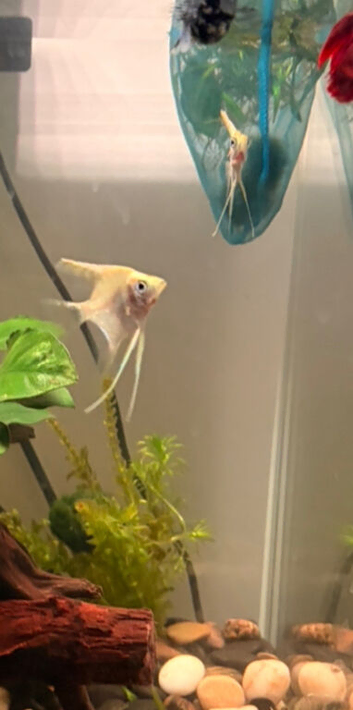 Free Angel Fish