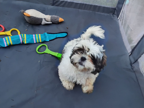 Shih Zu puppys