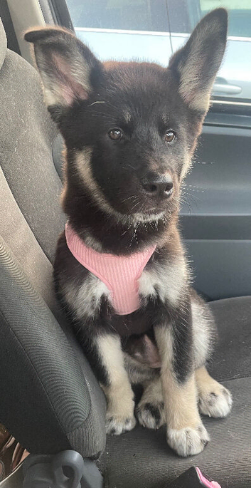 Lovely 11 month old huskita called Winnie