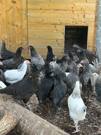 Hybrid hens for sale