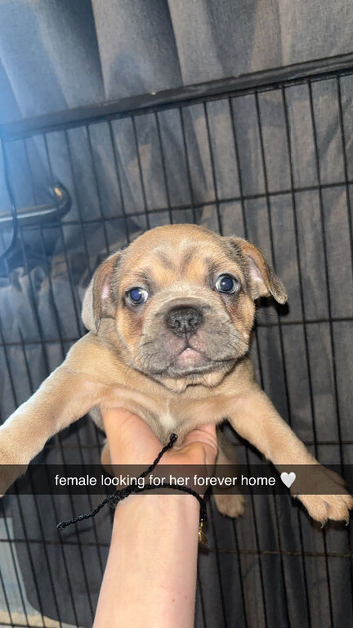 2 female french bulldog pups 7 weeks