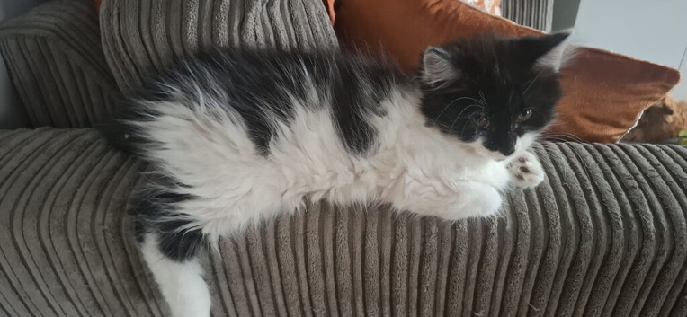 11 week old female kitten