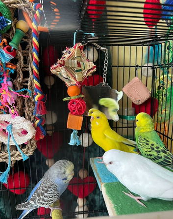 Albino White & Yellow Female Budgies