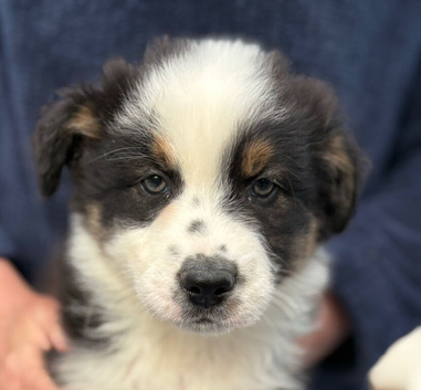 Beautiful pedigree Australian shepherd puppies