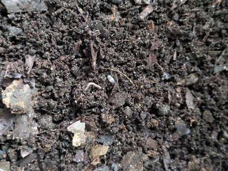 Baby millipede Mystery Box
