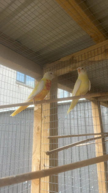 pair of lutino Turks