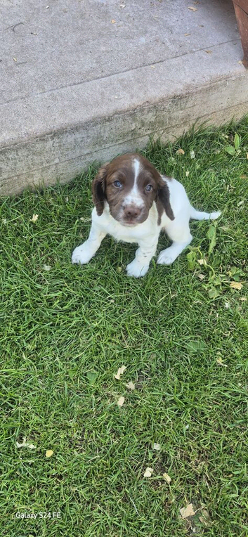 Kc regestered springer pups