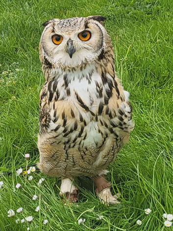 Bengle eagle owlets