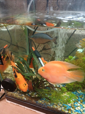 Large parrot fish