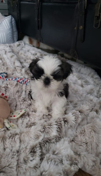 My 8 weeks old Shih Tzu