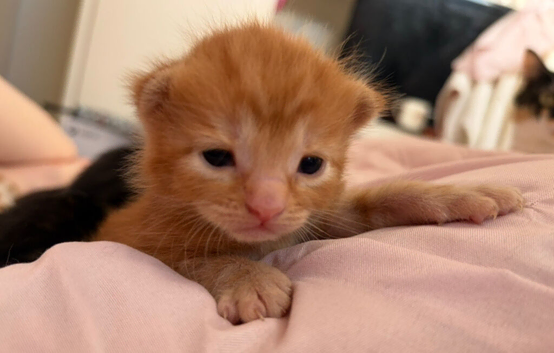 Beautiful kittens for sale!