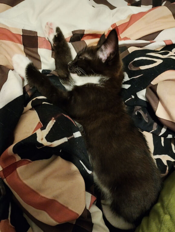 Strong healthy tuxedo kitten
