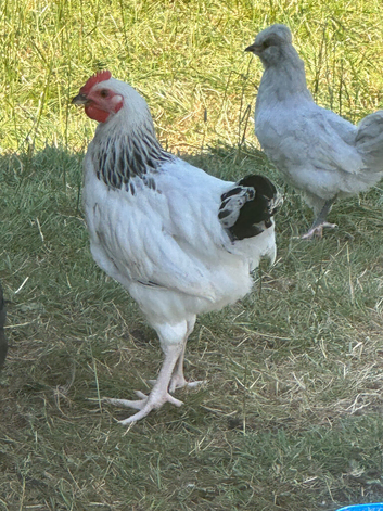 YOUNG COCKERELS PURE RARE BREEDS