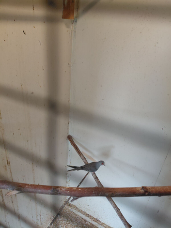 Diamond doves for sale